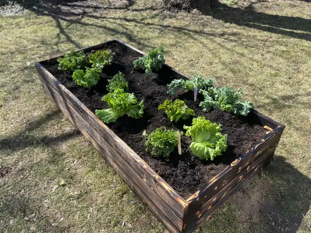 Charred Wood Garden Beds in Markham - Photo 3