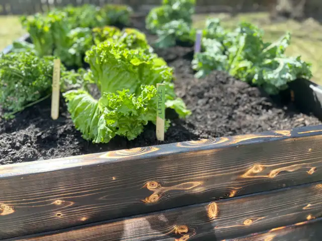 Charred Wood Garden Beds in Markham - Photo 4