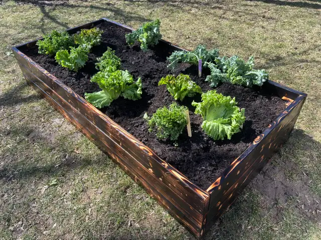 Charred Wood Garden Beds in Markham - Photo 5