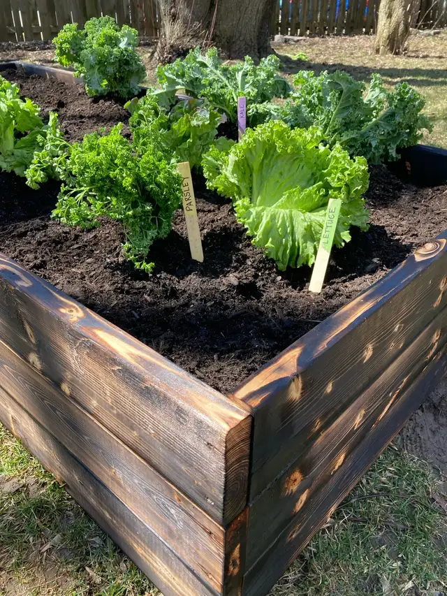 Charred Wood Garden Beds in Markham - Photo 6