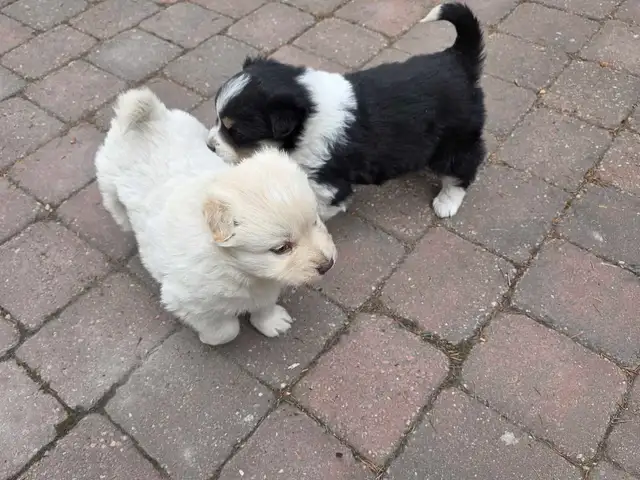 beautiful puppies samoyed mixed with Rottweiler