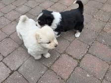 beautiful puppies samoyed mixed with Rottweiler