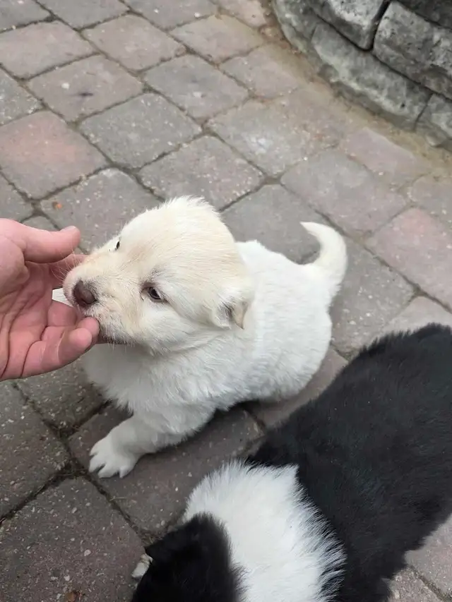 beautiful puppies samoyed mixed with Rottweiler - Photo 2