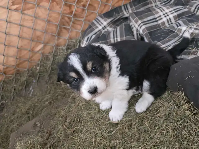 beautiful puppies samoyed mixed with Rottweiler - Photo 3