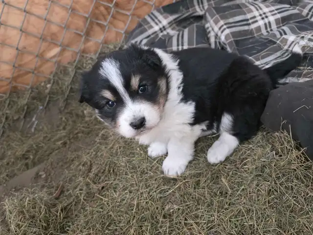 beautiful puppies samoyed mixed with Rottweiler - Photo 4