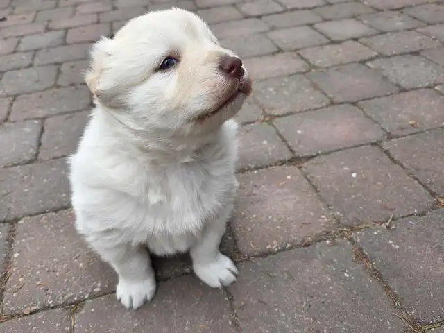beautiful puppies samoyed mixed with Rottweiler - Photo 5