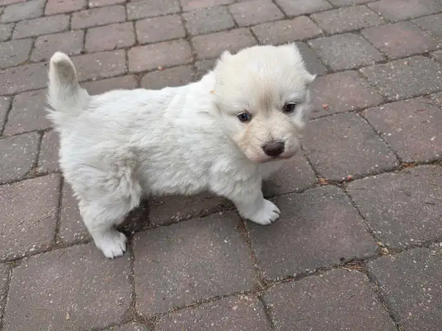 beautiful puppies samoyed mixed with Rottweiler - Photo 6