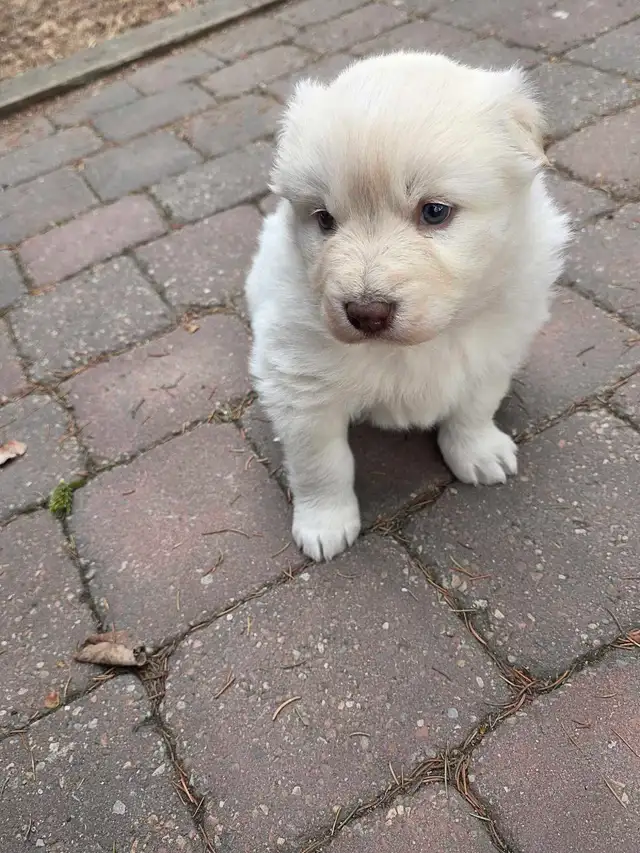 beautiful puppies samoyed mixed with Rottweiler - Photo 7