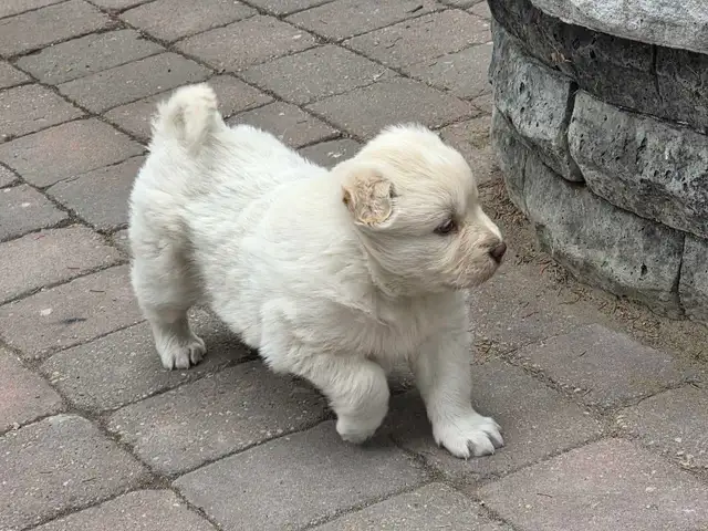 beautiful puppies samoyed mixed with Rottweiler - Photo 8