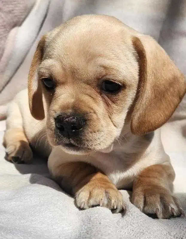 French Bull Weenies (dachshund)