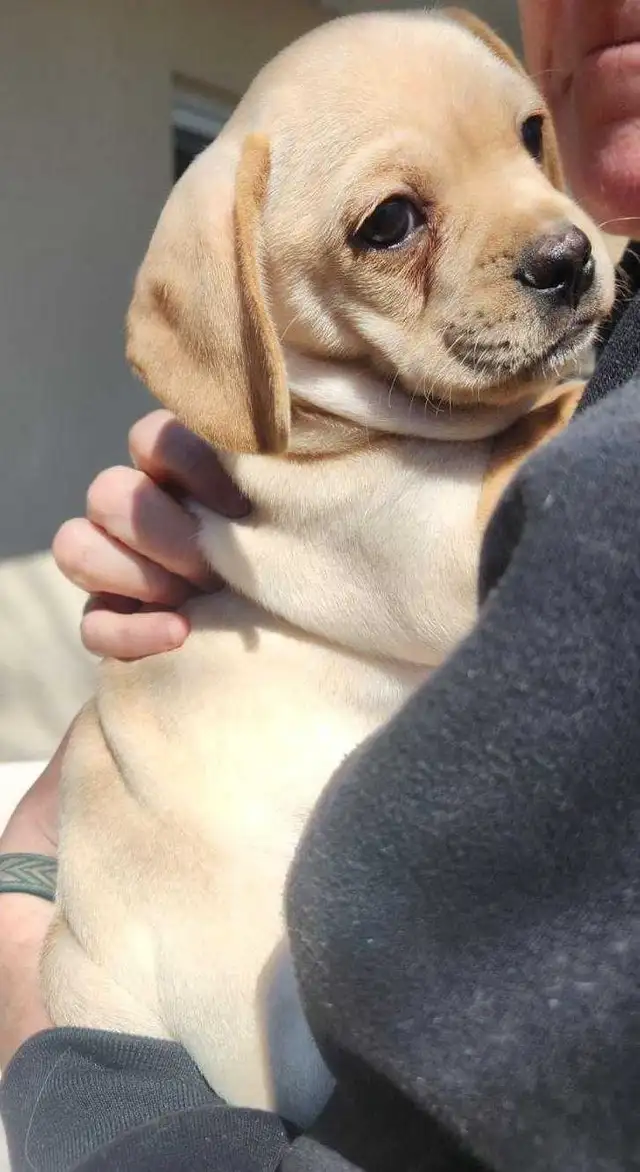 French Bull Weenies (dachshund) - Photo 2