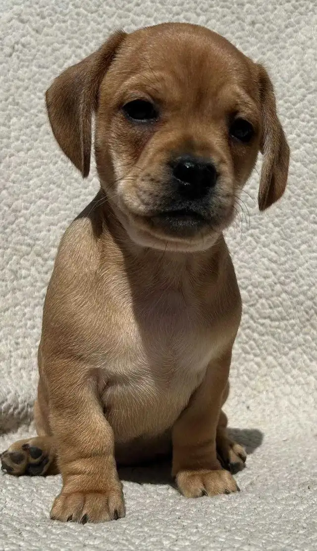 French Bull Weenies (dachshund) - Photo 3