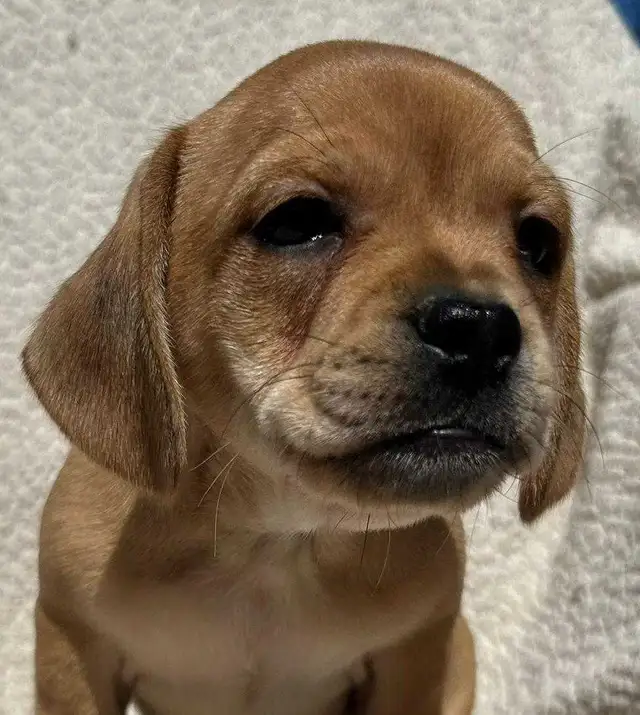 French Bull Weenies (dachshund) - Photo 4