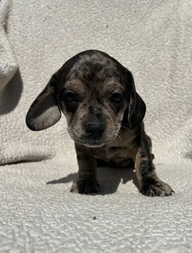 French Bull Weenies (dachshund) - Photo 5