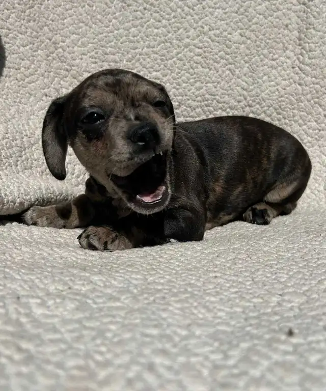 French Bull Weenies (dachshund) - Photo 6