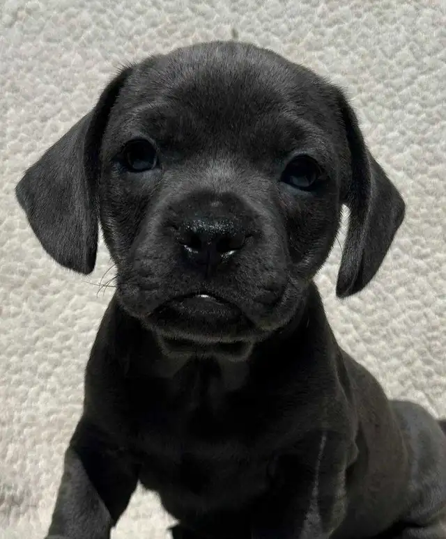 French Bull Weenies (dachshund) - Photo 7