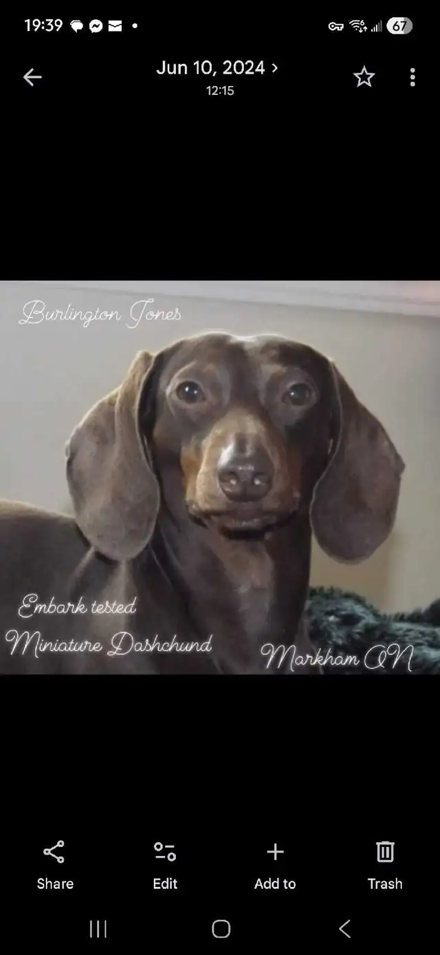 French Bull Weenies (dachshund) - Photo 8