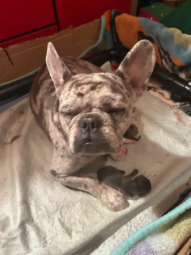 French Bull Weenies (dachshund) - Photo 9