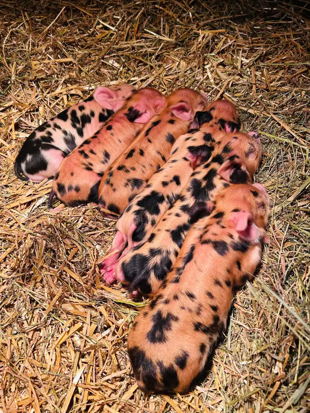 Kune Kune piglets