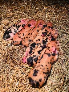 Kune Kune piglets