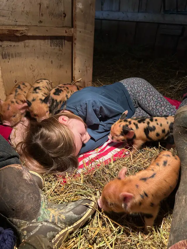 Kune Kune piglets - Photo 2