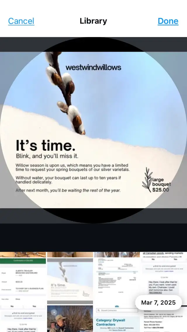 PUSSYWILLOW BOUQUETS FROM EUROPEAN VARIETIES