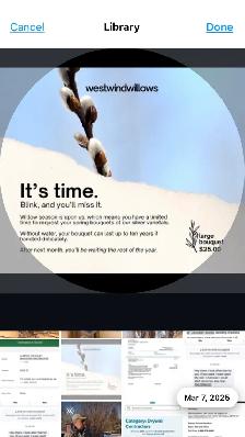 PUSSYWILLOW BOUQUETS FROM EUROPEAN VARIETIES