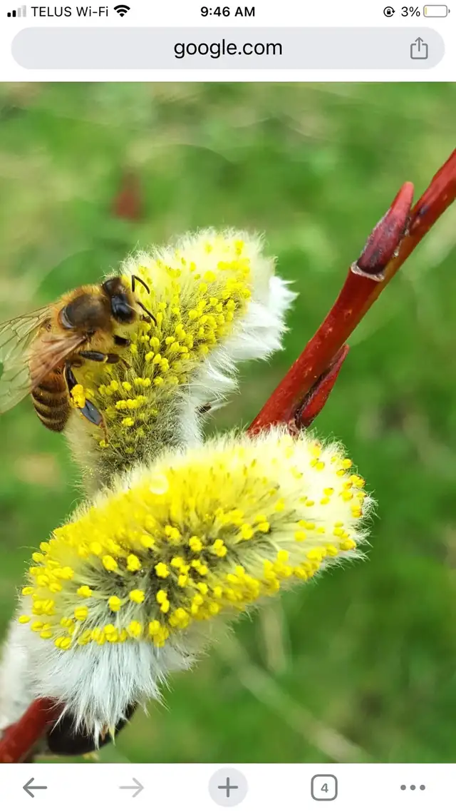 PUSSYWILLOW BOUQUETS FROM EUROPEAN VARIETIES - Photo 2