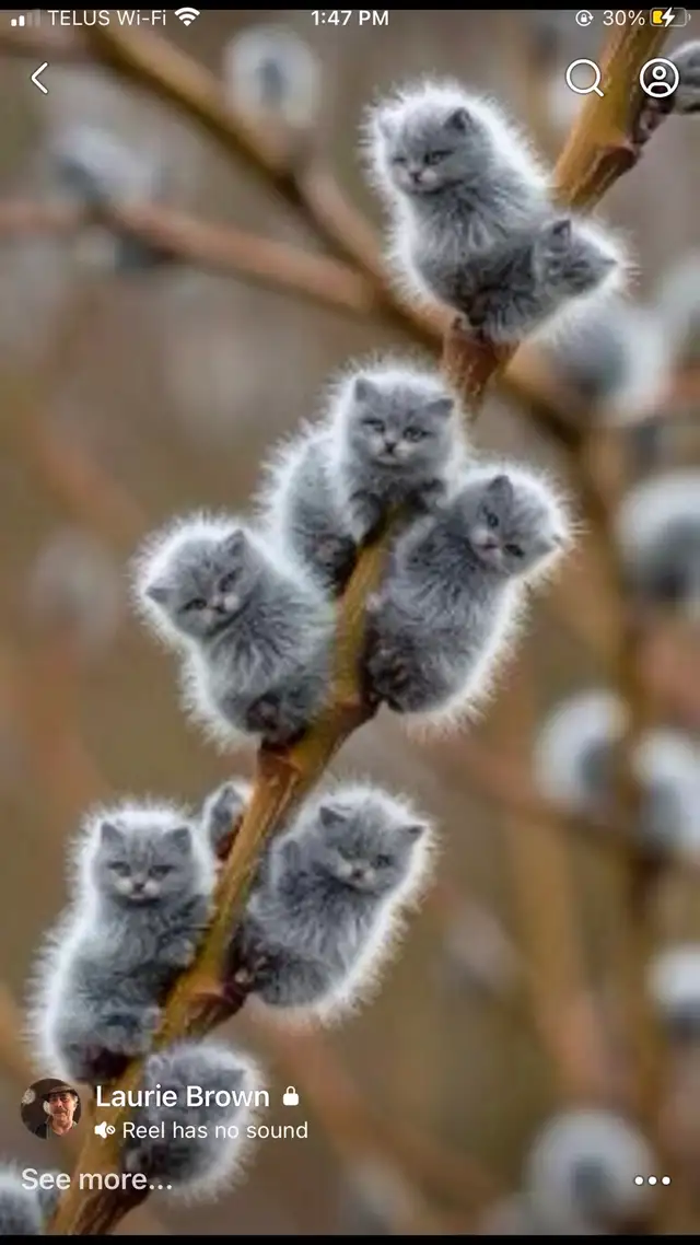 PUSSYWILLOW BOUQUETS FROM EUROPEAN VARIETIES - Photo 3