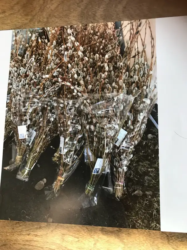 PUSSYWILLOW BOUQUETS FROM EUROPEAN VARIETIES - Photo 4