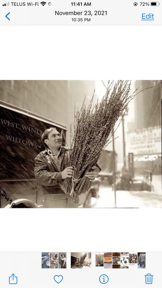 PUSSYWILLOW BOUQUETS FROM EUROPEAN VARIETIES - Photo 6