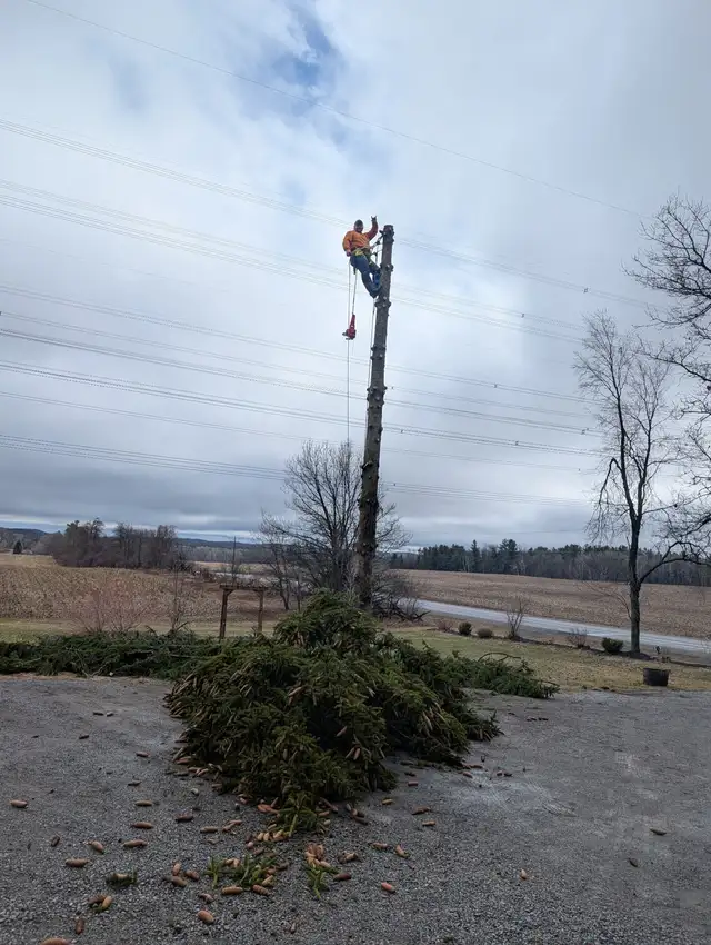 Tree Removal - Photo 2