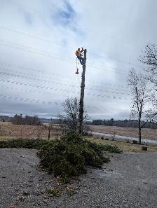 Tree Removal - Photo 2