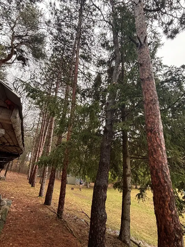 Tree Removal - Photo 3