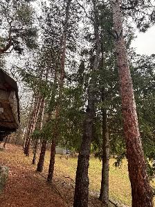 Tree Removal - Photo 3