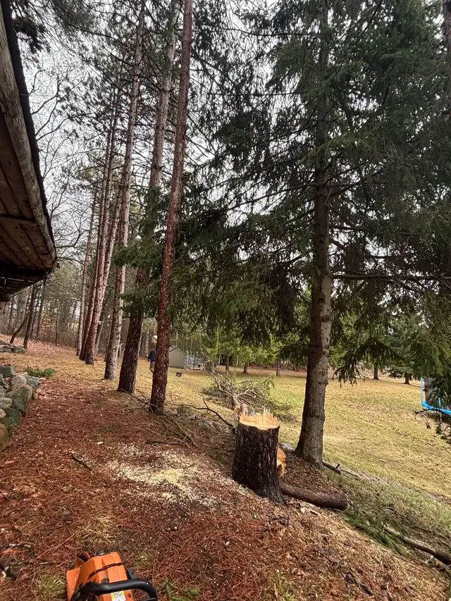 Tree Removal - Photo 4