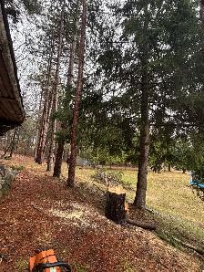 Tree Removal - Photo 4