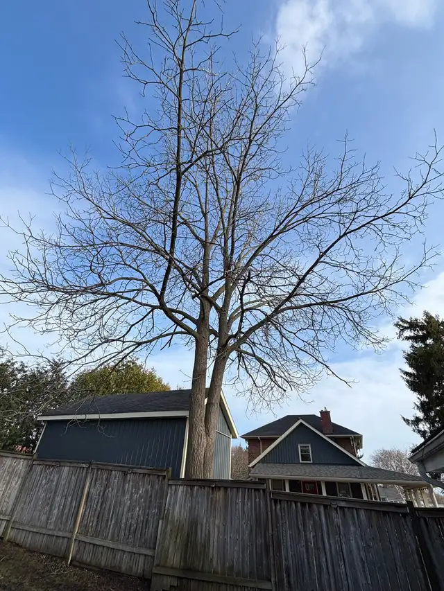 Tree Removal - Photo 5