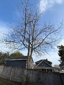 Tree Removal - Photo 5
