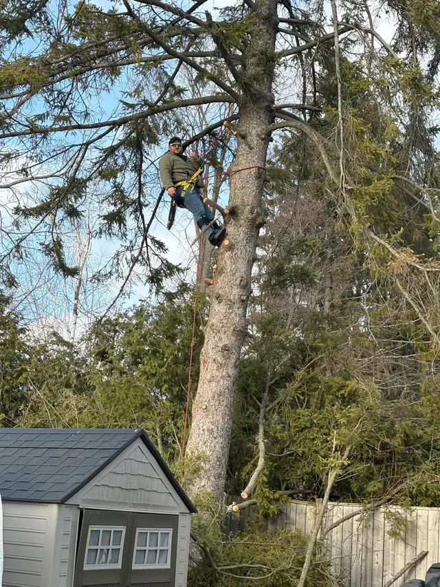 Tree Removal - Photo 6