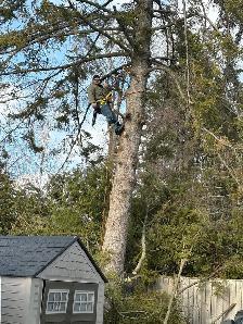 Tree Removal - Photo 6