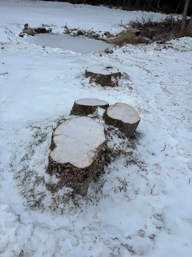 Tree Removal - Photo 8