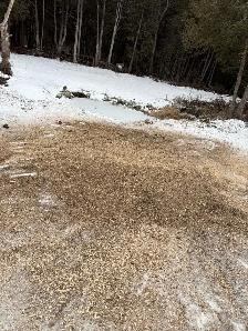 Tree Removal - Photo 9
