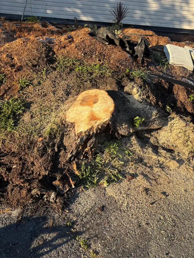 Tree Removal - Photo 10