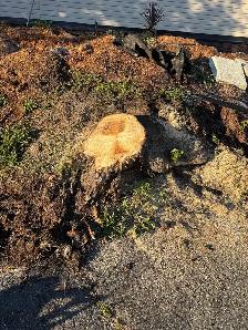 Tree Removal - Photo 10