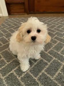 Gorgeous Mal-Shih Puppies Ready To Go Now – Maltese x Shih-Tzu