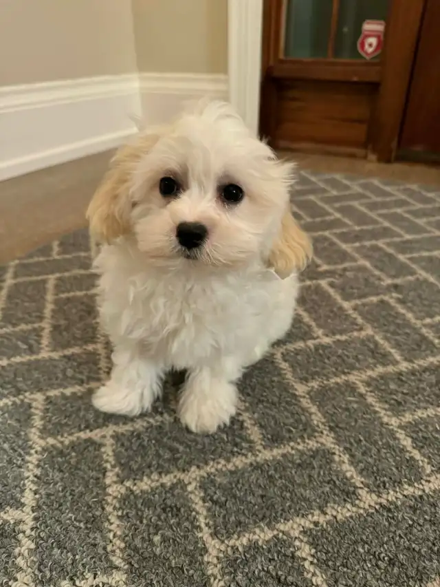 Gorgeous Mal-Shih Puppies Ready To Go Now – Maltese x Shih-Tzu - Photo 2