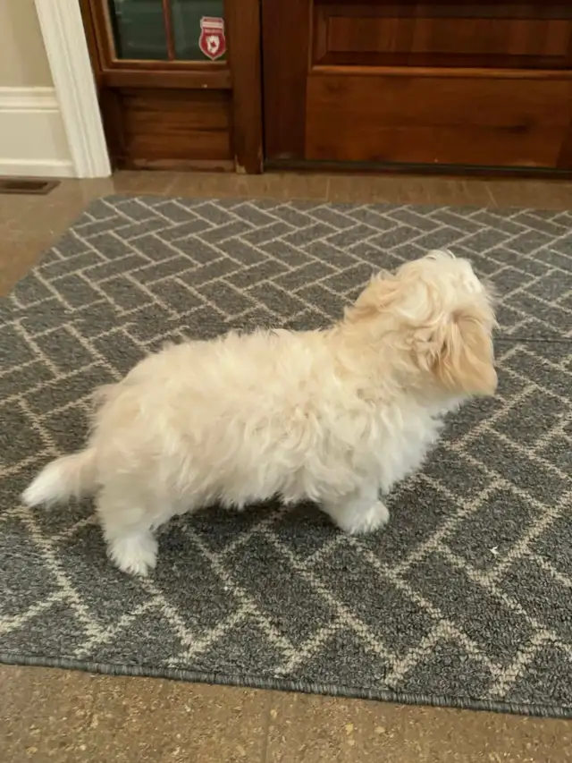 Gorgeous Mal-Shih Puppies Ready To Go Now – Maltese x Shih-Tzu - Photo 3