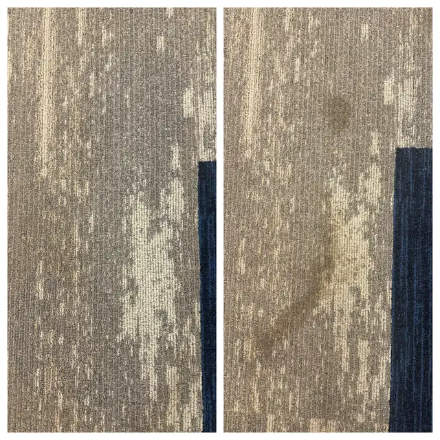 Carpet & Sofa Cleaning Scarborough | Call or Text for Quote - Photo 8