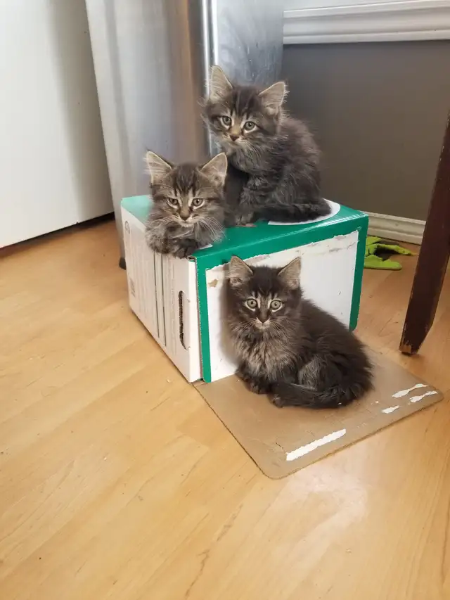 Kittens available